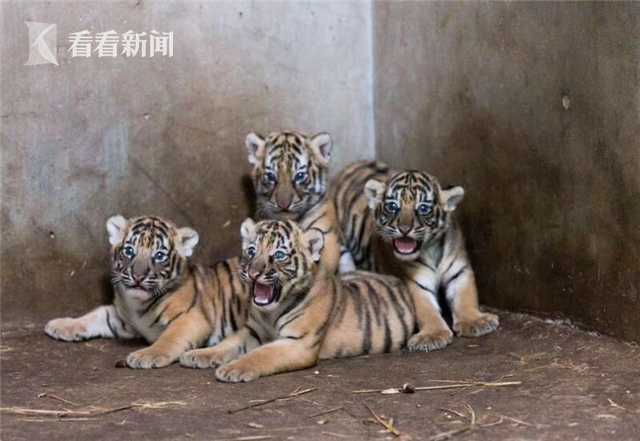 steam怎么使用本地存檔替換云存檔_惠倫晶體涉嫌財務(wù)造假領(lǐng)罰單