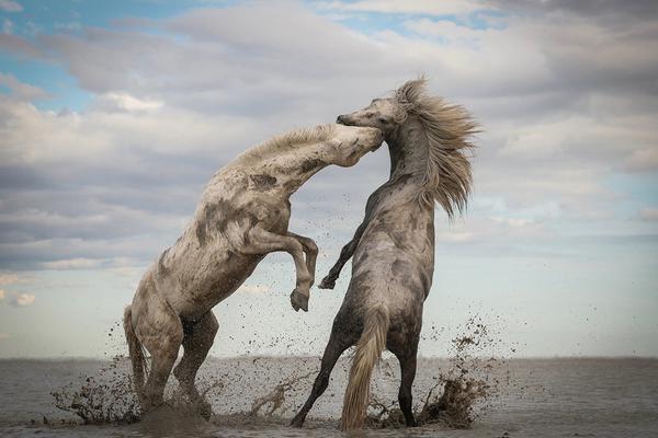 智慧校園管理平臺(tái)登錄入口_美國(guó)小黑喵先天性小腦發(fā)育不全 走路搖晃仿佛醉酒
