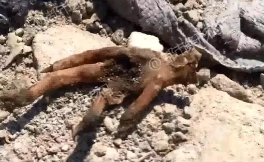 智慧校園管理平臺(tái)登錄入口_美國(guó)小黑喵先天性小腦發(fā)育不全 走路搖晃仿佛醉酒