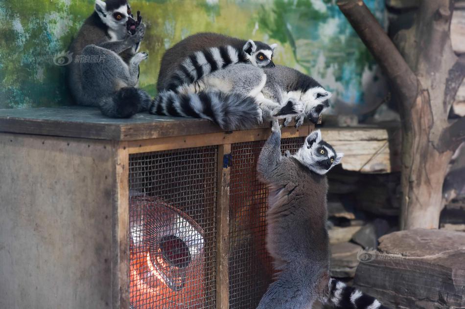 競價托管公司_楊瀚森后腦勺撞地板后續(xù):出現(xiàn)頭暈頭疼現(xiàn)象