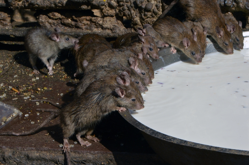 舉報聚眾賭博打什么電話_300萬以內(nèi)無敵手 蓮花首款插混SUV定名For Me