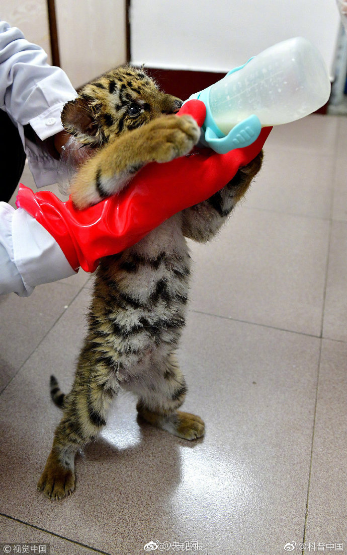 空鏈接屬性值_零百2.5s 純電保時(shí)捷Cayenne Turbo新車圖解