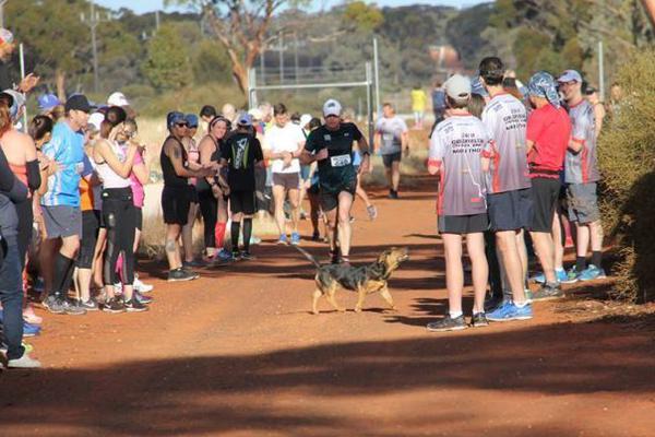 mysql查詢語句自動生成器網頁版_馬斯克率先L3 特斯拉FSD支持開車玩手機