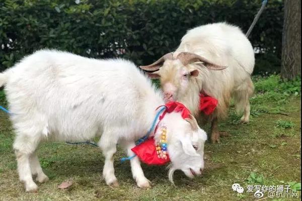 臺(tái)軍60名官兵賣賬戶助詐騙團(tuán)體洗錢，趙少康：都因民進(jìn)黨忽視基層待遇