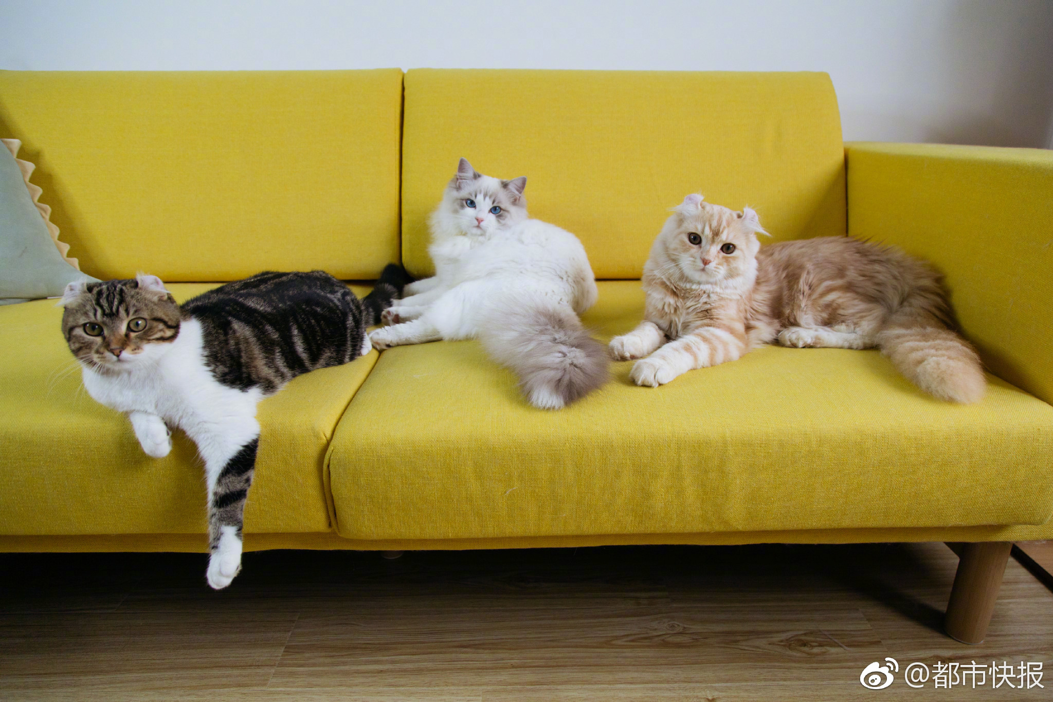 qq如何升級到最新版本_張路足彩連中英超意甲焦點戰(zhàn) 周中競彩怎么買?