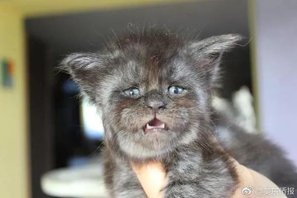 比爾·蓋茨談AI泡沫：并非所有高估值公司都能最終成為“贏家”