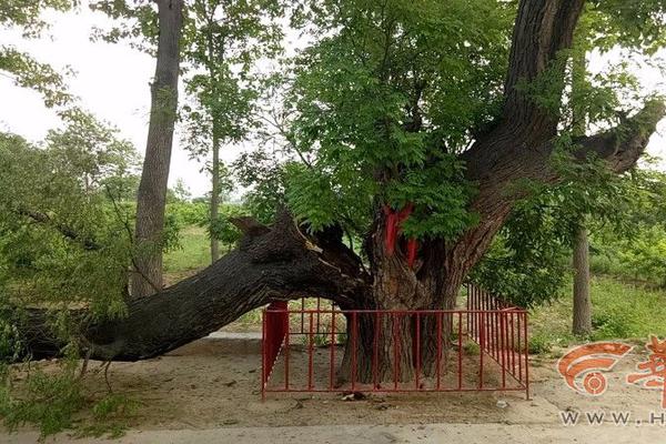 電影《空槍》官宣陣容，朱一龍領(lǐng)銜梁家輝惠英紅加盟