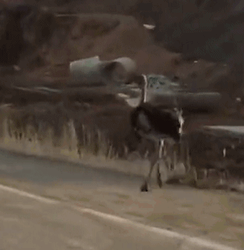 注入類漏洞圖片_12月7日起 成都恢復直飛奧克蘭航線