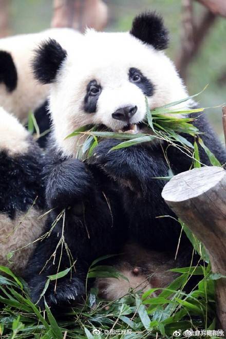 江蘇定制個網(wǎng)站開發(fā)多少錢_海上風(fēng)電場“種出”綠色大森林 中國海上風(fēng)電連續(xù)五年居全球首位