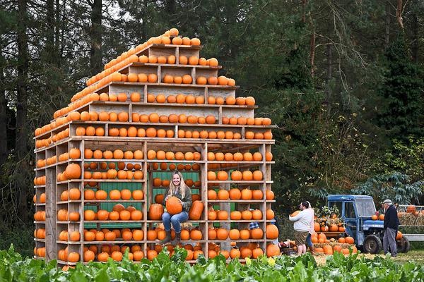 京東會(huì)員群真的還是假的_臺(tái)軍