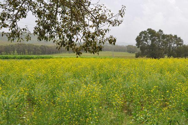 瀏覽器的瀏覽記錄怎么才能徹底刪除_55股被逆市調(diào)高至