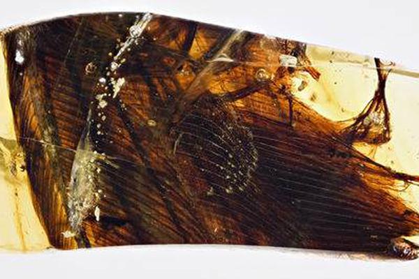 server2019安裝zabbix詳細(xì)教程_馮提莫停播近一年后復(fù)播 稱甲狀腺癌復(fù)發(fā)并轉(zhuǎn)移