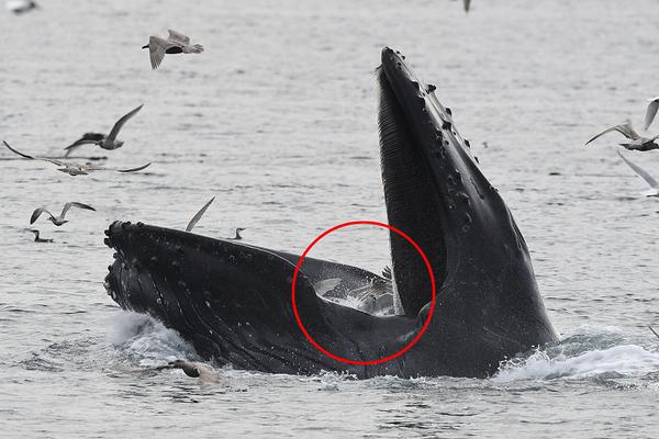 吉利銀河M7插混版新車曝光 搭載1.5T插混動力