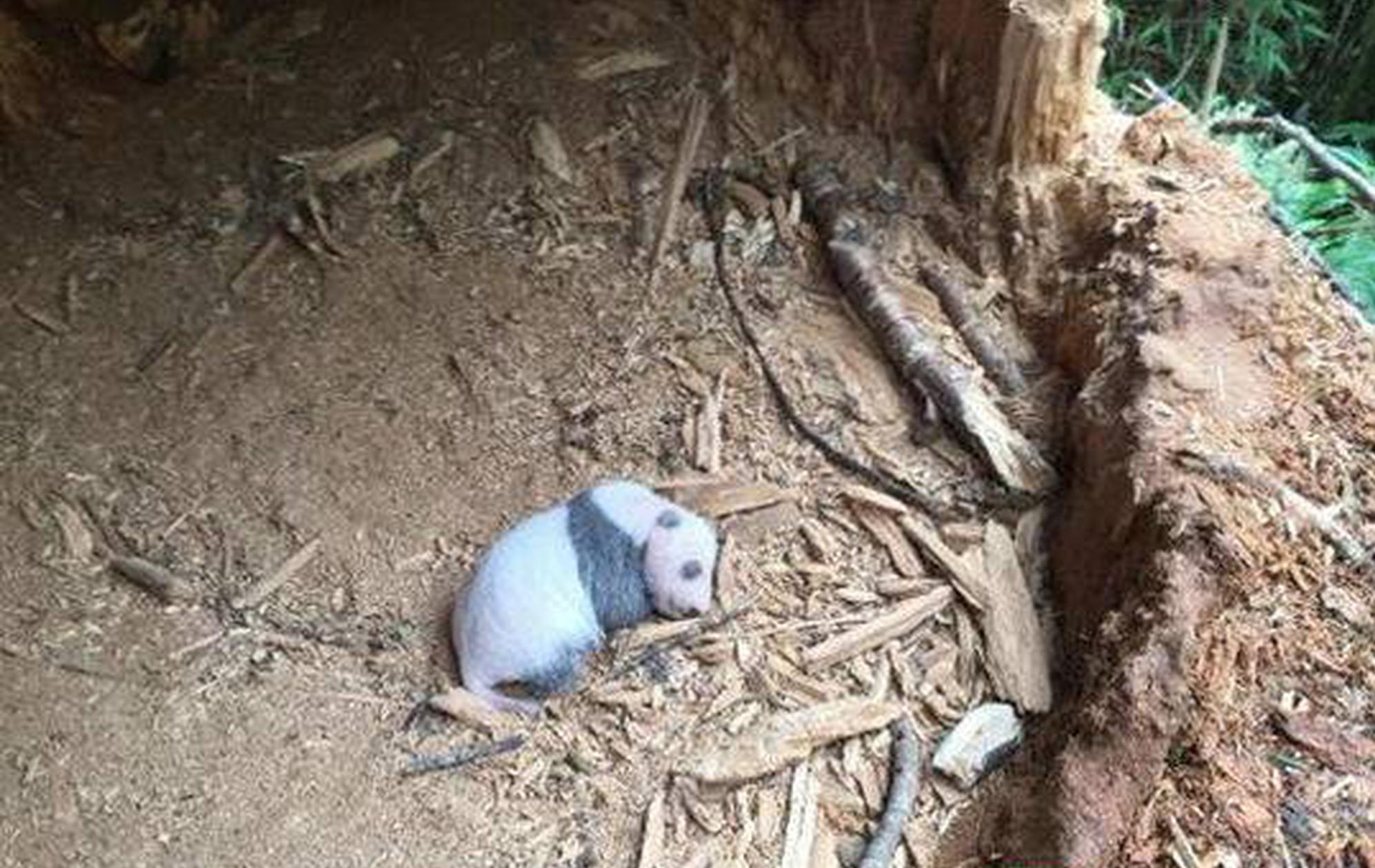 國(guó)外看廣告賺美金_軍國(guó)主義幽靈的“撬棺人”｜新漫評(píng)