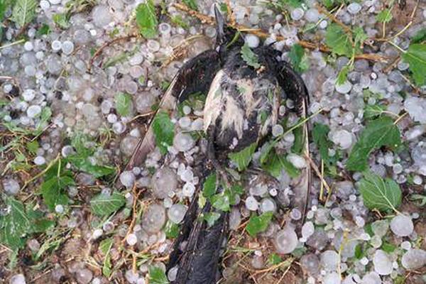 好人日記兩個(gè)大饅頭_剛?cè)岵?jì)促進(jìn)信用修復(fù)（人民時(shí)評(píng)）