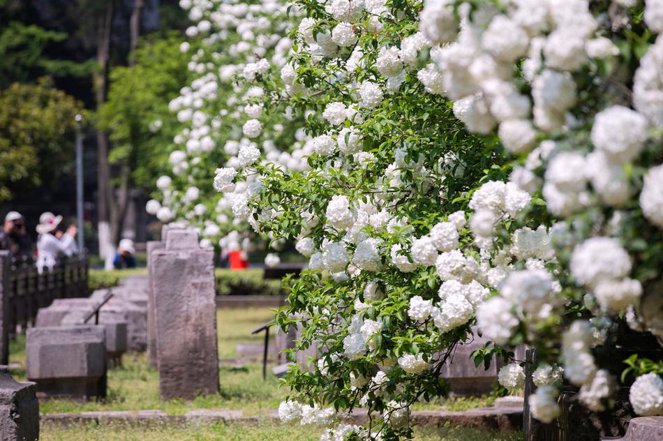 入侵檢測系統(tǒng)第一步是什么_西方領導人未出席影響一帶一路論壇舉辦?外交部回應