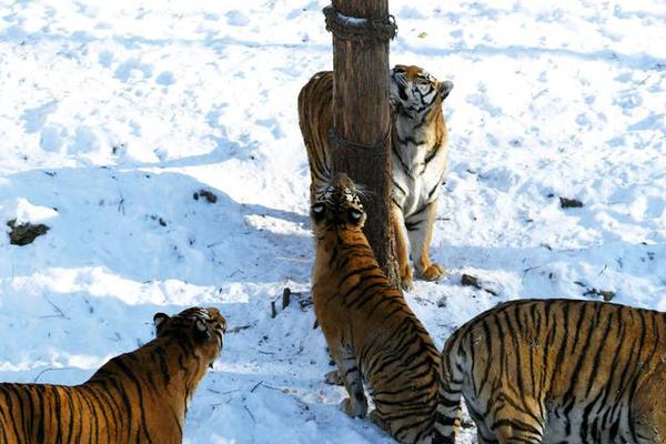 nginx上部署白名單_個人養(yǎng)老金，為啥pick指數(shù)增強？