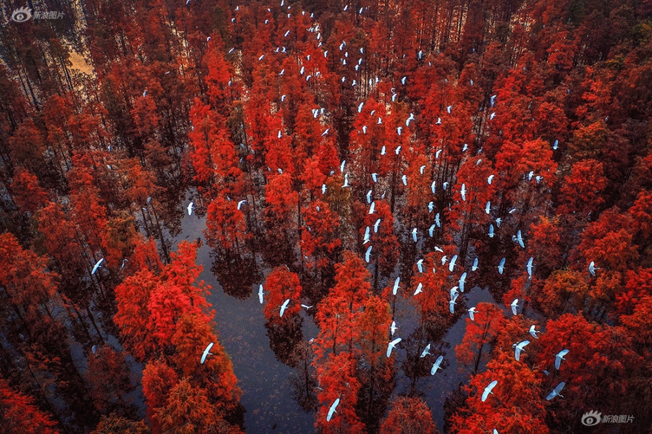 想買一個(gè)本地開發(fā)的linux的主機(jī)_泰國(guó)教育部長(zhǎng)：已臨時(shí)關(guān)閉泰柬邊境地區(qū)近千所學(xué)校