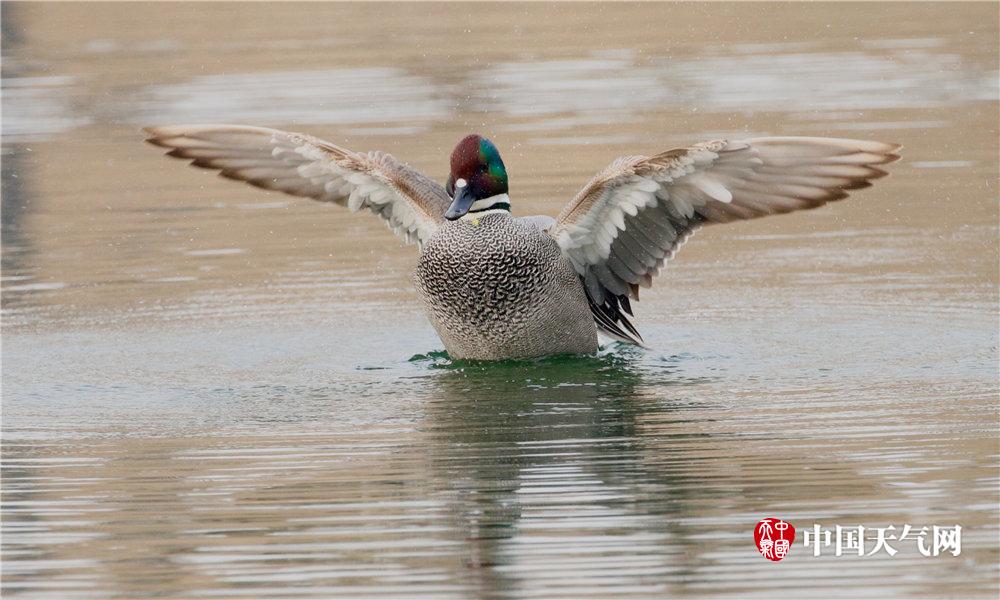 sdn的ddos攻擊案例_臺灣，禁不掉的小紅書