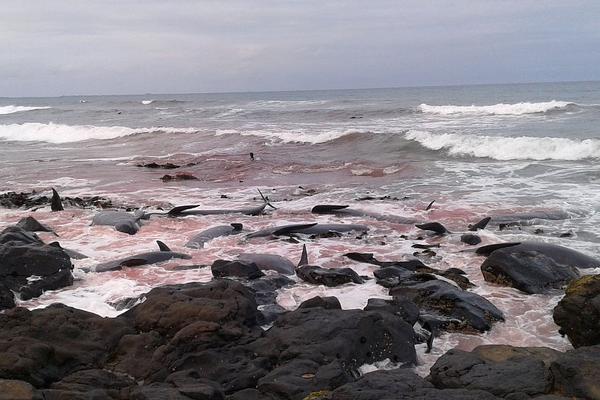 asp和jsp的區(qū)別_《南宋最強(qiáng)帝婿》入贅的最高境界