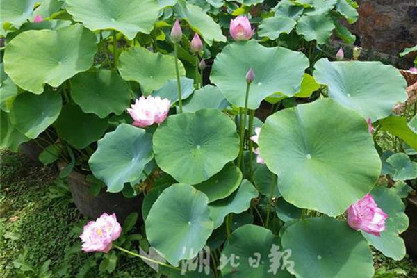 企業(yè)類網(wǎng)站首頁_暗藏融資棋局 煙臺萬達廣場贖回2日便轉(zhuǎn)手