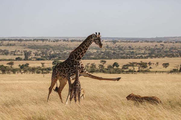 centos9 安裝socks5_拒絕內(nèi)存刺客！打開網(wǎng)頁白嫖3A大作