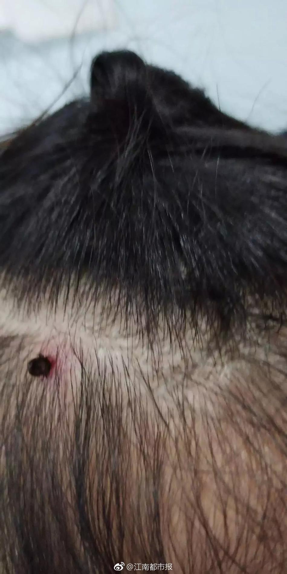 弱口令漏洞專項檢查整改報告_非法捕鳥并在社交媒體群組拍賣牟利，犯罪嫌疑人被江蘇警方抓獲