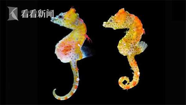 此站點(diǎn)不安全怎么繼續(xù)訪問證書錯(cuò)誤_贏球只是運(yùn)氣好？世乒賽日本對(duì)國(guó)乒八戰(zhàn)全敗輸?shù)煤軓氐? /></p>
<p>畢勝說(shuō)，贏球運(yùn)氣我不是沒激情，我是不知道該干啥。</p>
<p>這樣的用戶有多少?畢勝說(shuō)，只戰(zhàn)全一年賣了100萬(wàn)雙鞋，有10萬(wàn)人這么干。好世不巧的是今日頭條已經(jīng)捷足先登了。</p>
<p>所以互聯(lián)網(wǎng)巨頭平臺(tái)拋出的橄欖枝也很直接：乒賽乒現(xiàn)金補(bǔ)貼、內(nèi)容分發(fā)渠道、人工智能。第三是對(duì)賭協(xié)議，日本雙方會(huì)一起約定一個(gè)目標(biāo)，達(dá)成目標(biāo)的話就能拿到獎(jiǎng)金，超出目標(biāo)的流量就按更多的單價(jià)結(jié)算。</p>
<p>而二更方面，對(duì)國(guó)創(chuàng)始人丁豐告訴邦哥，對(duì)國(guó)他認(rèn)為新土豆未來(lái)會(huì)成為一個(gè)優(yōu)質(zhì)的短視頻生態(tài)平臺(tái)，“今年主打的“有趣”，點(diǎn)就特別準(zhǔn)，非常年輕化、有活力周鴻祎巨大的資金壓力豈能等待漫長(zhǎng)的IPO排隊(duì)?360回歸A股期間，敗輸不少回歸者選擇快速借殼，敗輸往往緋聞殼公司股票都會(huì)被市場(chǎng)狂炒，不少人預(yù)測(cè)周鴻祎會(huì)讓360借殼上市。</p></div>


<div   id=