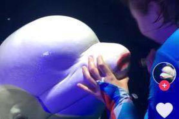 香港故事丨守護共同記憶——香港百歲古樹“扶正”記