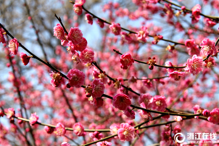 2024賺錢黑渠道一天三萬_河北尚義鴛鴦湖滑雪場(chǎng)全力備戰(zhàn)新雪季 預(yù)計(jì)元旦迎客