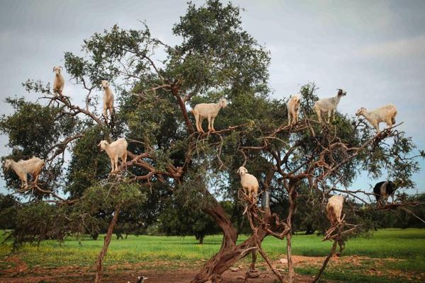 人民代表大會制度更加成熟定型_新教材中朱元璋畫像
