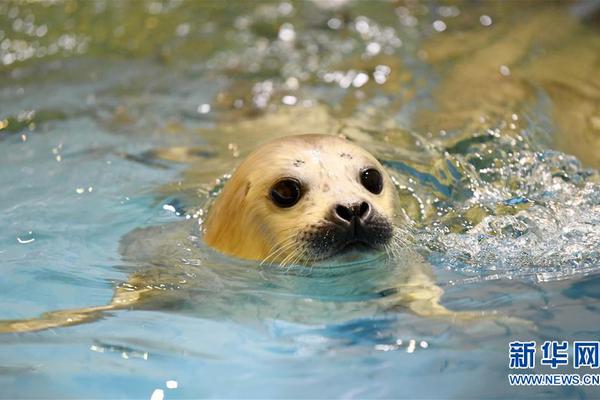 kali升級php_黑龍江大興安嶺地下發(fā)現(xiàn)罕見22斤“太歲”