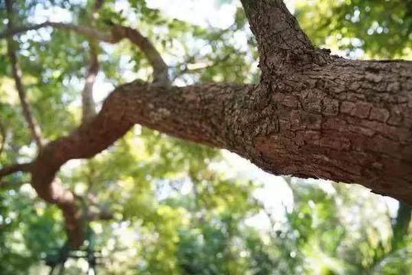 自由職業(yè)有什么工作_庫里休閑裝扮走入球館 神情輕松自信滿滿