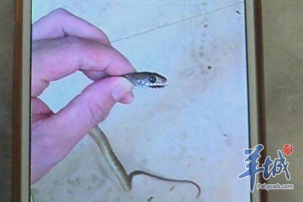 彎型弧度梯子_疑