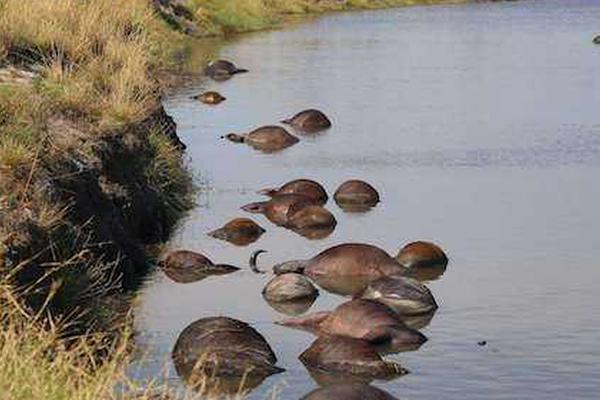 打工人夢(mèng)想中的生活，寵物已經(jīng)提前過(guò)上了
