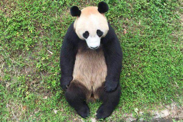 360極速瀏覽器歷史記錄刪除了怎么恢復(fù)_旗艦巨作 鴻蒙智行首款MPV智界V9信息披露