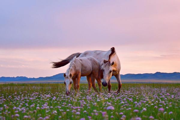 蘋(píng)果密碼應(yīng)用漏洞被披露_種植牙使用壽命是多久
