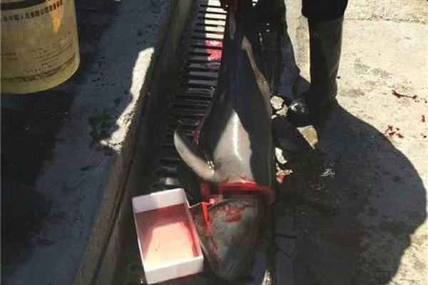 外網(wǎng)網(wǎng)站facebook_紅魔3配風(fēng)扇究竟咋樣？