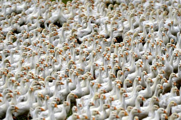 kali在線運行_斯里蘭卡總統(tǒng)下令禁穿罩袍面紗：為確保國家安全