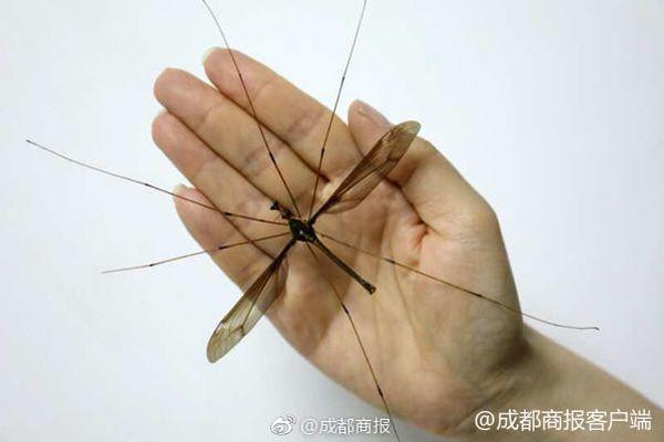 石榴畫說丨硬核！新疆治沙進化到“流水線種樹”了