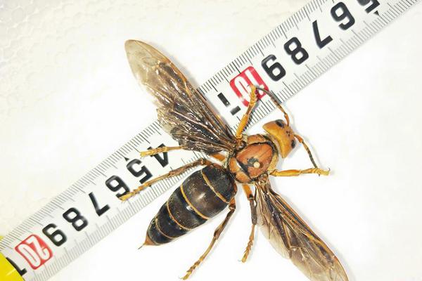 加納喬坦言曼聯(lián)離隊(duì)無遺憾