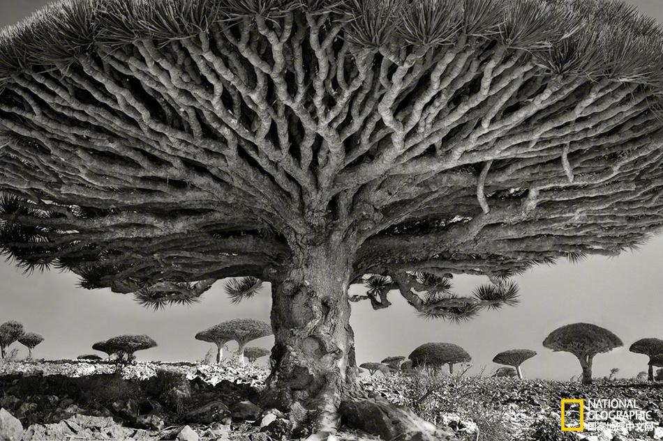 H200放行：英偉達(dá)6萬(wàn)億市值路的「穿云箭」？