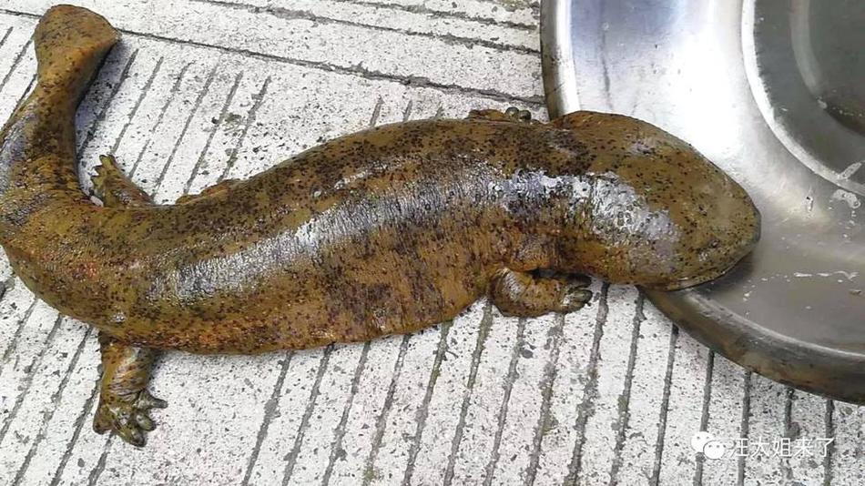 錄口供的時(shí)候警察可以翻我手機(jī)嗎_新疆勞動(dòng)者丨烏魯曼·哈力亞：我是國(guó)門“汽車擺渡人”