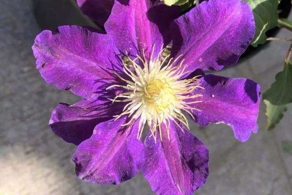 發(fā)現(xiàn)系統(tǒng)漏洞掙錢犯法嗎_應(yīng)對冬季大風 環(huán)衛(wèi)部門多措并舉嚴防垃圾飛散