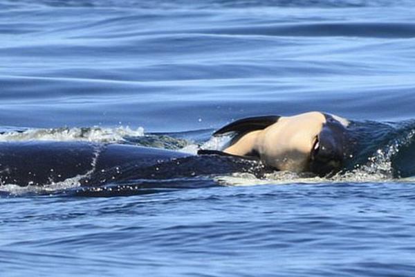 足球比賽球隊預期進球值分析網(wǎng)站_泡泡瑪特人氣IP“星星人”入駐美顏相機