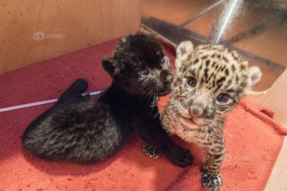 跑流量網(wǎng)站有什么套路_部分企業(yè)已提前停產(chǎn)水銀體溫計