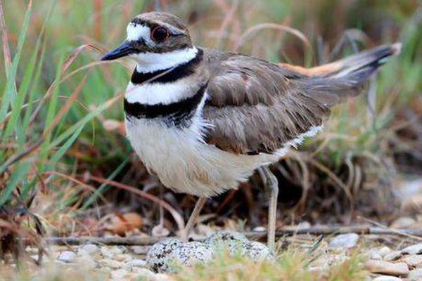 網(wǎng)站被運(yùn)營商屏蔽怎么解決_火爆海外的望仙谷位于日本東京、北海道？謠言，在中國江西上饒