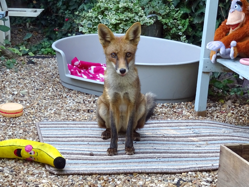 偽人檢查游戲電腦版下載_泰柬邊境沖突后居民撤離到寺廟內(nèi)休息