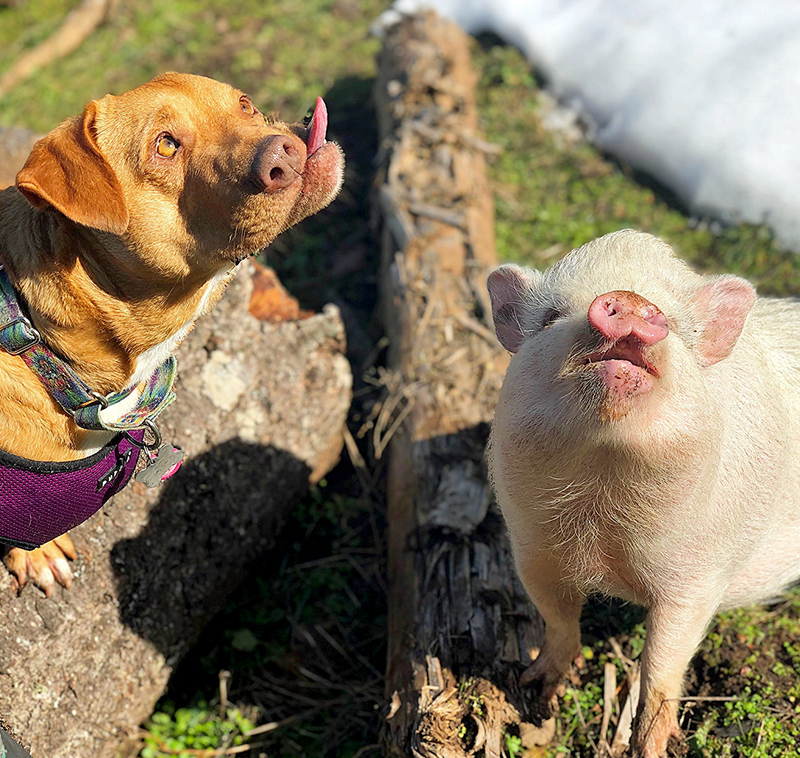 window啟動(dòng)mysql命令_鴻蒙智行攜手五界聯(lián)袂登場