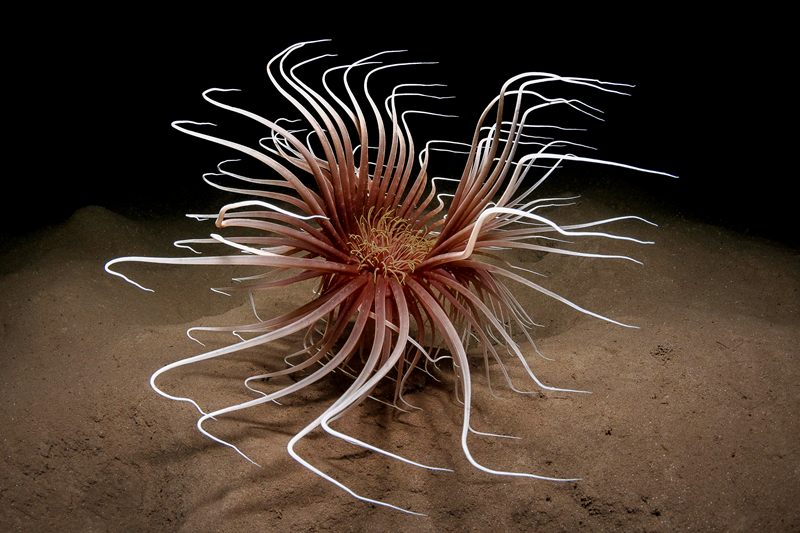 陽(yáng)光網(wǎng)驛論壇關(guān)閉了嗎_封禁小紅書，民進(jìn)黨“抗中牌”玩砸了（日月談）